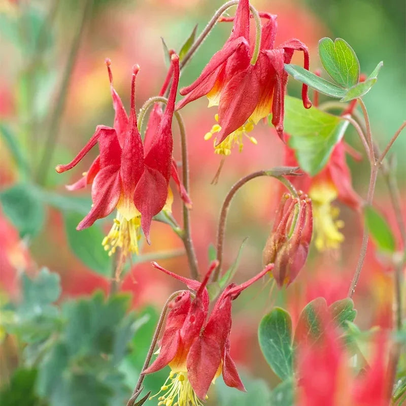 Orange and White Aquilegia Flower Seeds for Garden Planting