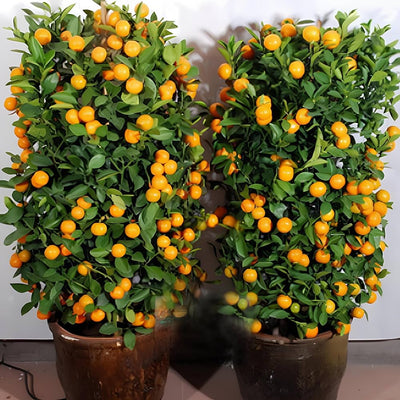 100 Pcs