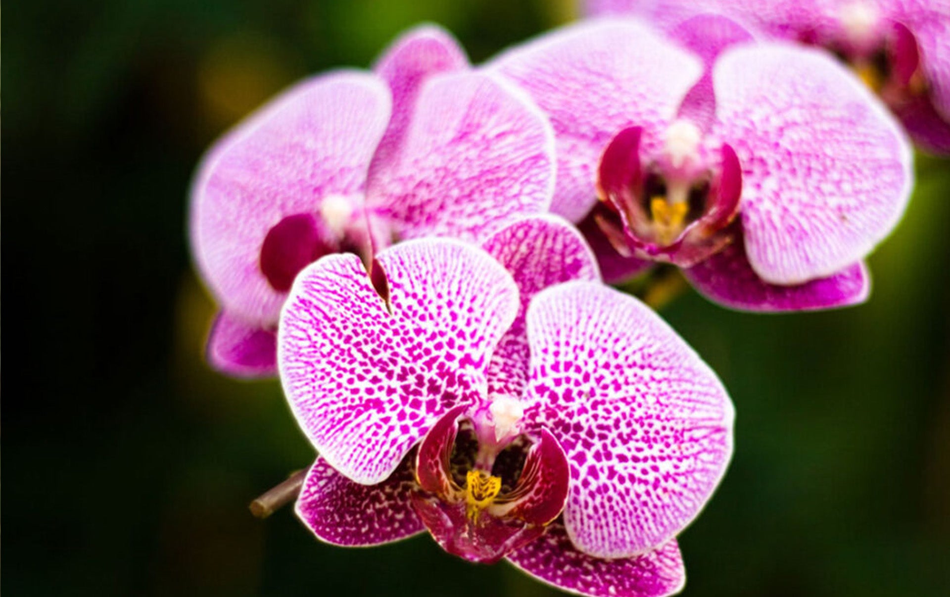 Pink Hydroponic Orchid Flower seeds for Planting - Seasonal Bloomer, Heirloom & GMO Free Seeds for Home Garden