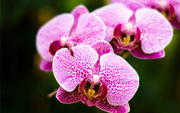 Mix Phalaenopsis Orchid Flower seeds for Planting Wildflower Mix Heirloom & GMO Free Seeds for Home Garden
 
 Sale