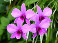 Orchid flower seeds suitable for greenhouses, patios, and containers.