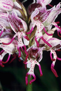 How to Grow Slipper Orchid Seeds Indoors