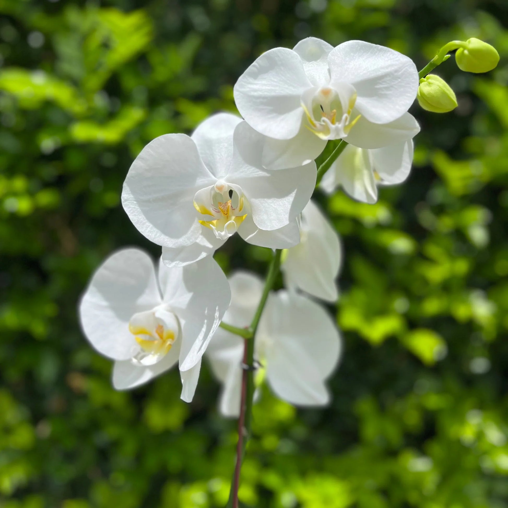 Phalaenopsis Orchids Flower seeds for Planting Seasonal Bloomer Heirloom & GMO Free Seeds for Home Garden 
 
 Sale
