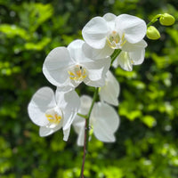 Phalaenopsis Orchids Flower seeds for Planting Seasonal Bloomer Heirloom & GMO Free Seeds for Home Garden 
 
 Sale