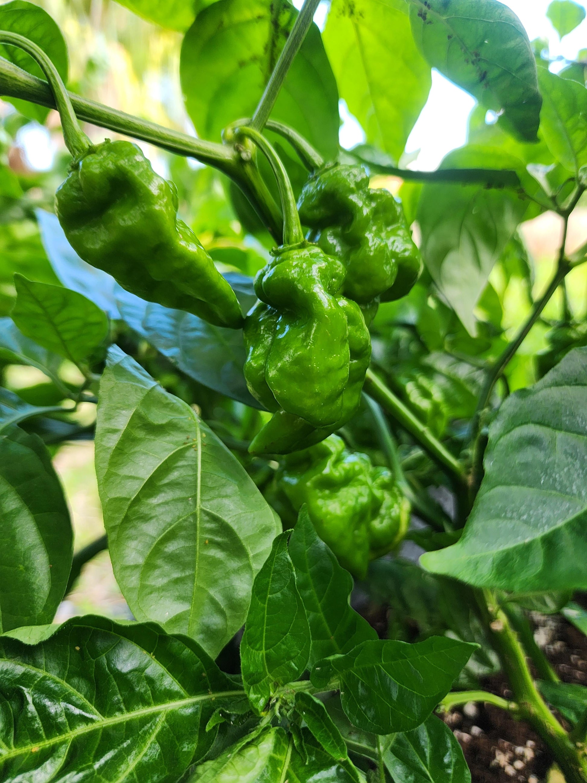 Mature Death Dragon Hybrid Peppers Ready for Harvest