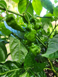 Mature Death Dragon Hybrid Peppers Ready for Harvest