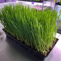 Fresh Organic Cat Grass growing in a decorative indoor container.