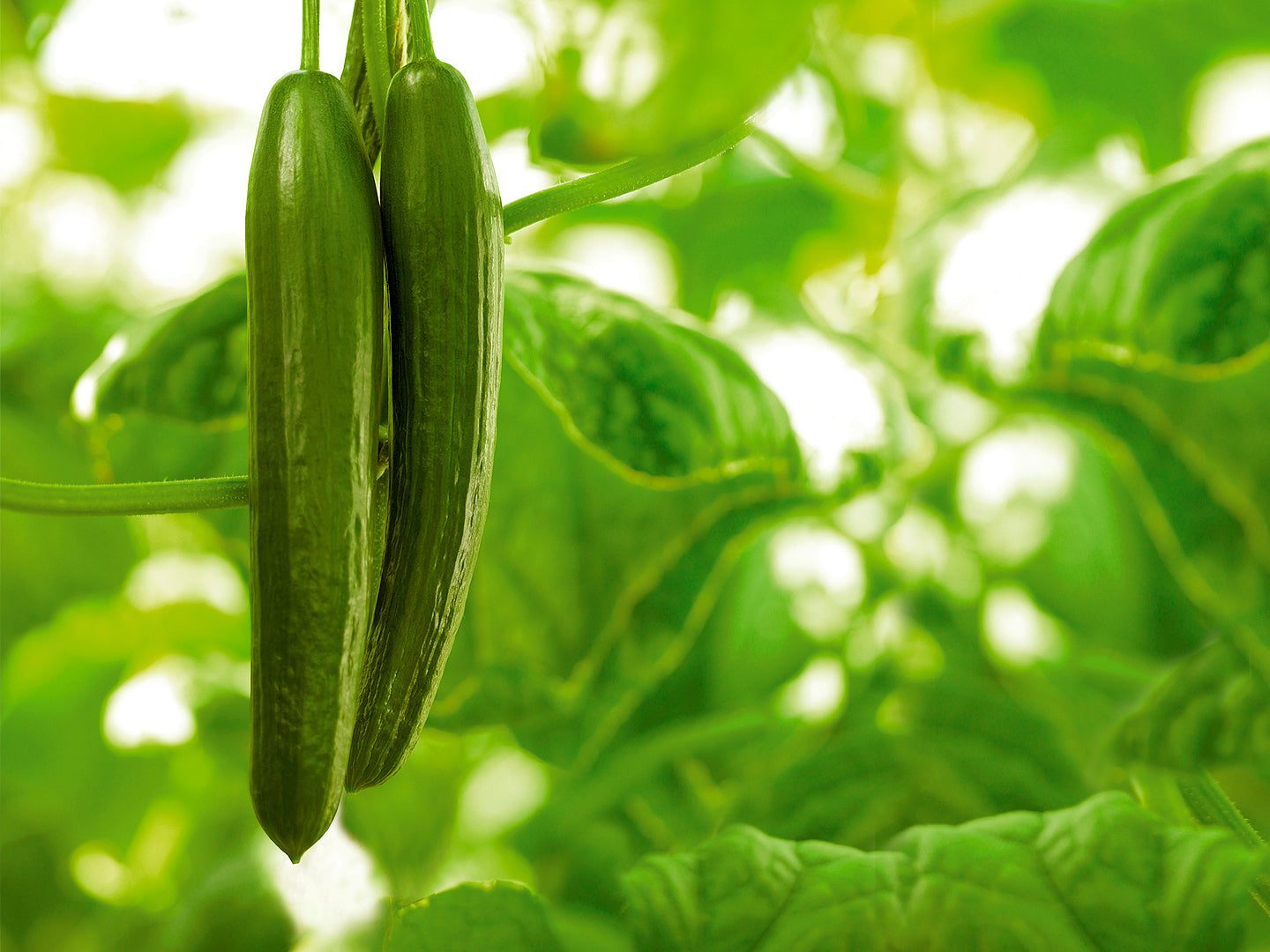 Organic English Cucumber Seeds for Planting