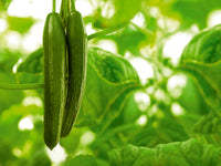 Organic English Cucumber Seeds for Planting