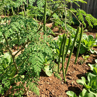 Organic Moringa Oleifera seeds for planting in home gardens