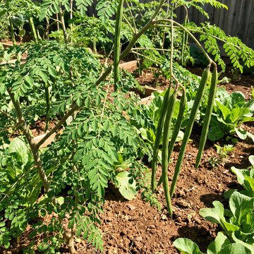 Organic Moringa Oleifera seeds for planting in home gardens