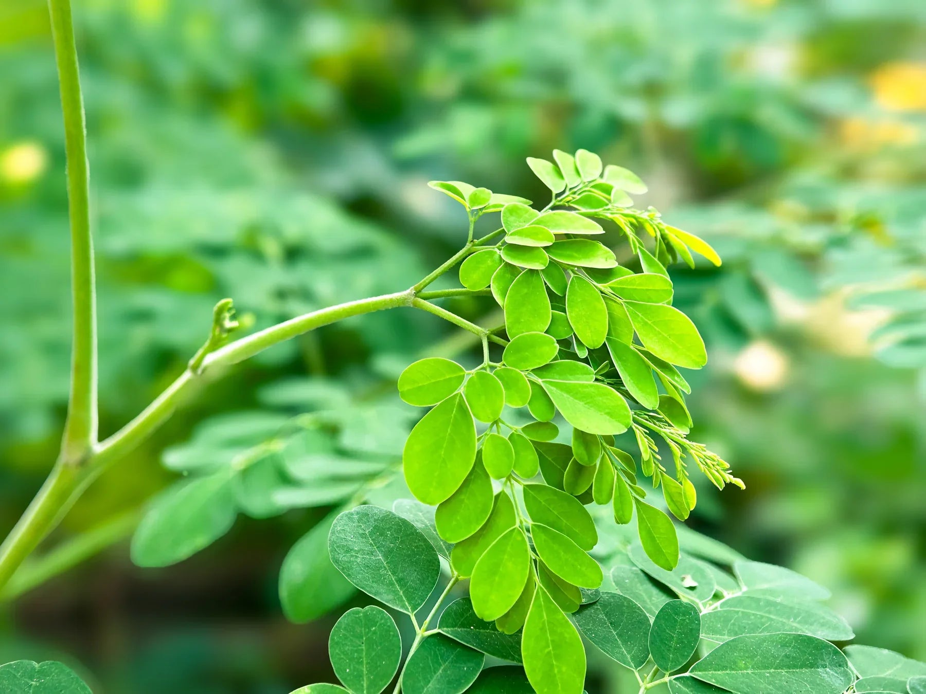 Premium Organic Moringa Oleifera tree seeds ready for planting