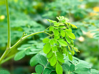 Premium Organic Moringa Oleifera tree seeds ready for planting