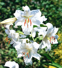 Casa Blanca Oriental Lily Bulbs for Garden Beds, Borders, Containers & Outdoor Landscapes