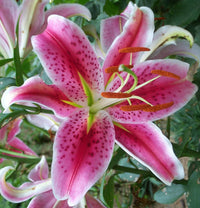 Fragrant Oriental Stargazer Lily flowers blooming in a garden bed.