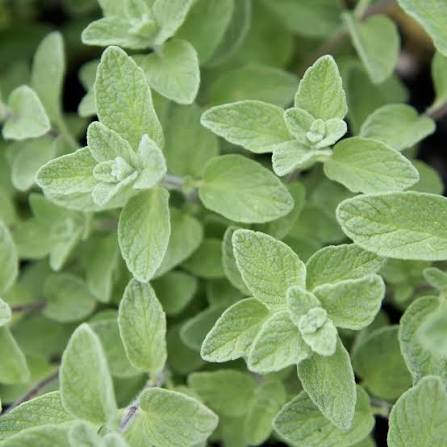 Heirloom Wild Zaatar Oregano herb suitable for containers, raised beds, and outdoor gardens