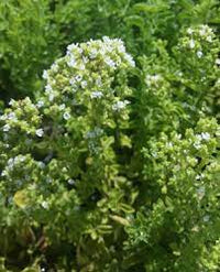 Origanum vulgare hirtum growing in full sun garden bed