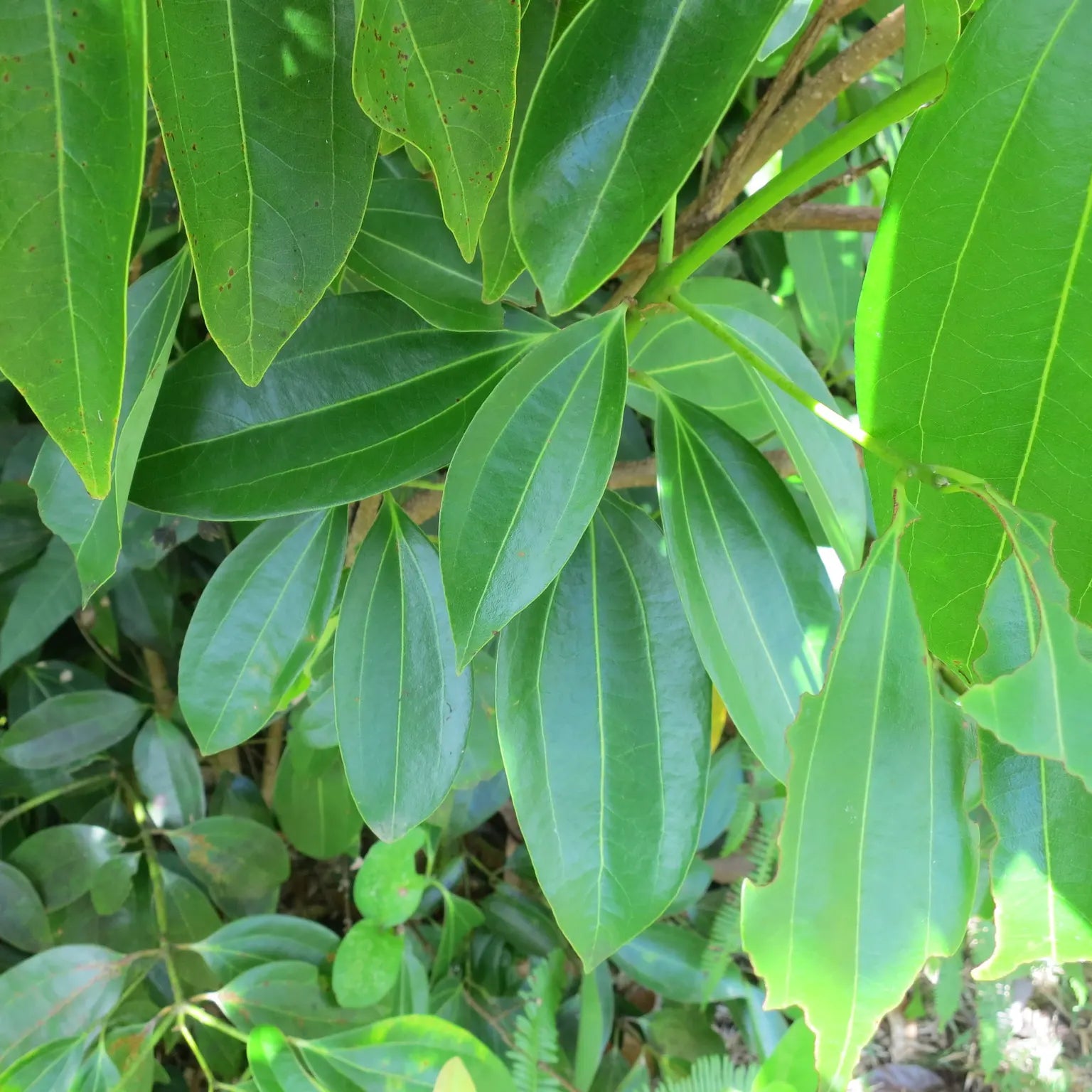 Cinnamon Tree Seeds for Planting – Heirloom & Non-GMO Tree Seeds
