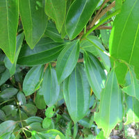 Cinnamon Tree Seeds for Planting – Heirloom & Non-GMO Tree Seeds