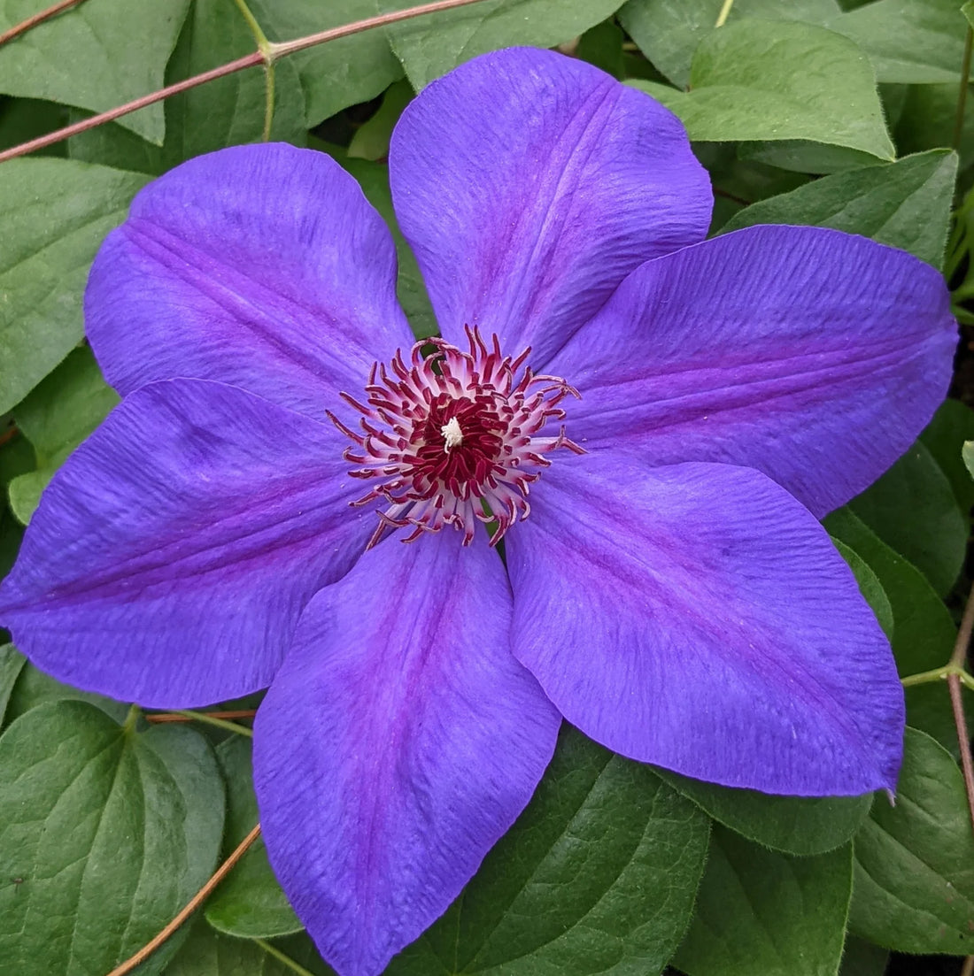 Climbing Clematis Violet  Perennial Flower seeds for Planting - Fragrant Blossoms, Heirloom & GMO Free Seeds for Home Garden