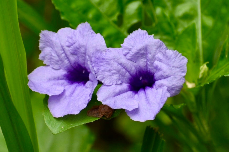 Ruellia Ruellia tuberosa Seeds for Planting in Tropical Garden and Planters