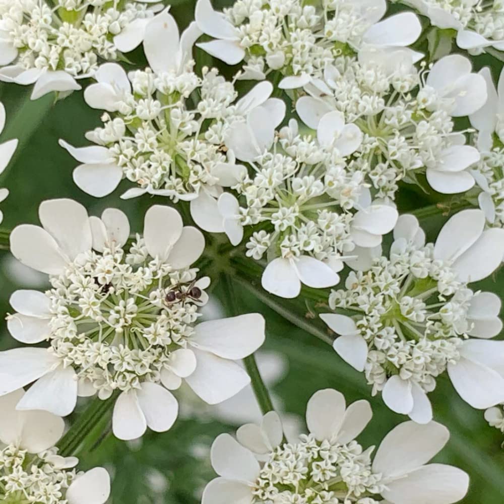 Orlaya Grandiflora White Finch flower with delicate white lace-like blooms in a garden.