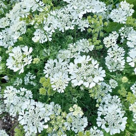 Close-up of Orlaya Grandiflora White Finch blossoms featuring elegant white floral clusters.