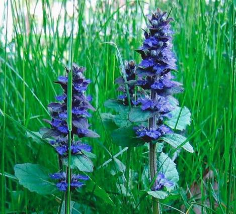 Ornamental Ajuga flowers enhancing a shaded outdoor garden.