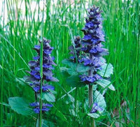 Ornamental Ajuga flowers enhancing a shaded outdoor garden.