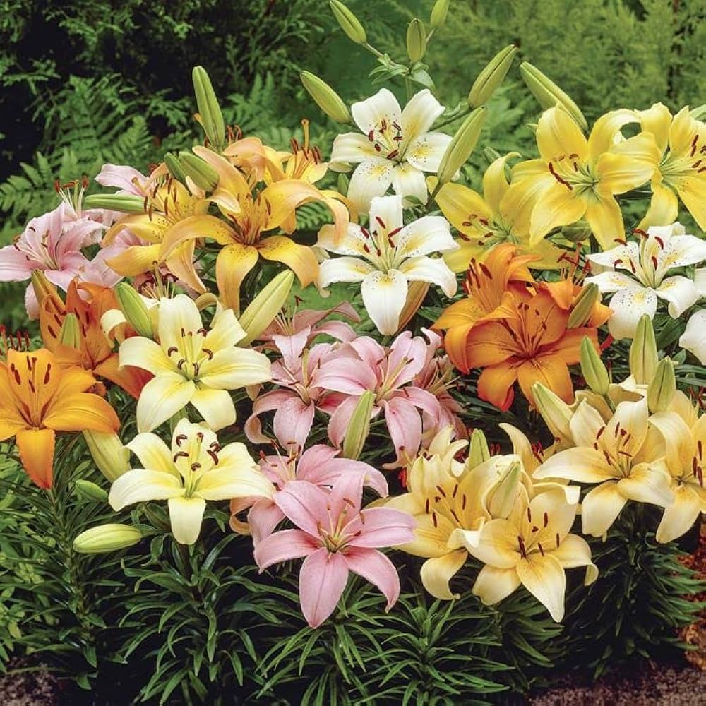 Ornamental Asiatic Lily bulbs for borders and landscape displays.