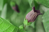 Ornamental Atropa Belladonna plant with attractive flowers and decorative foliage for gardens