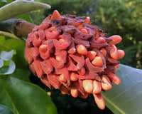 Big Leaf Magnolia ornamental tree seeds for landscape planting and botanical collections.