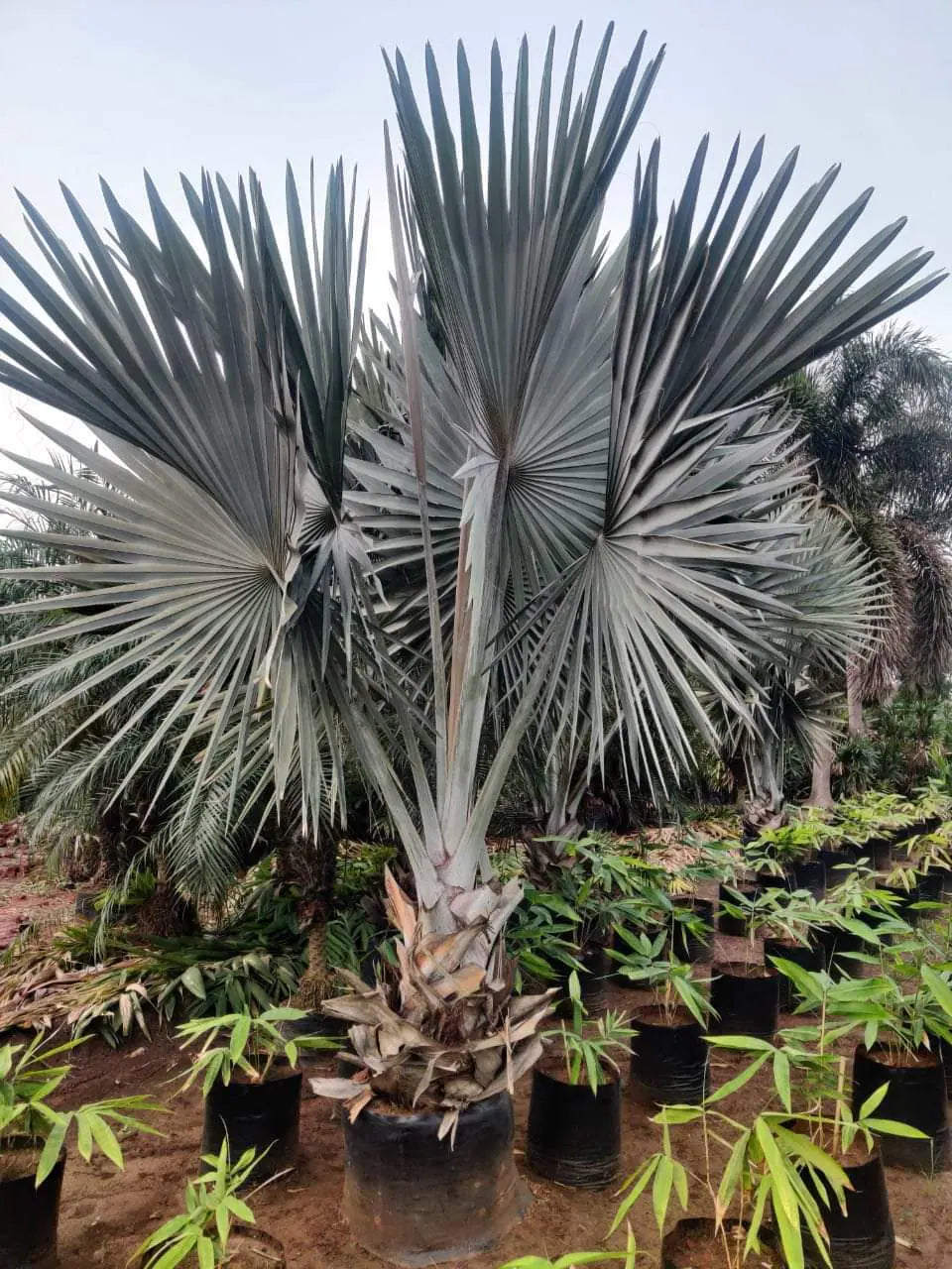 Bismarckia nobilis ornamental palm suitable for borders, garden beds, and outdoor spaces