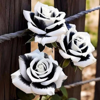 Ornamental black and white rose plants adding contrast to a flower garden