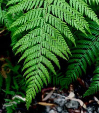Ornamental woodland fern adding texture to a natural landscape