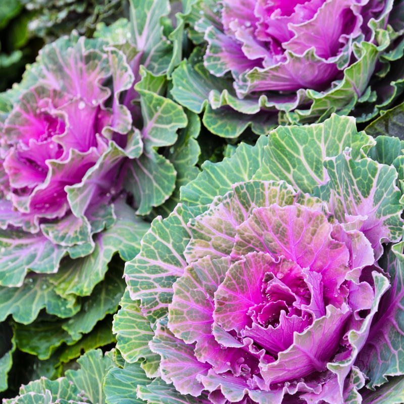 Ornamental cabbage seeds for decorative garden planting