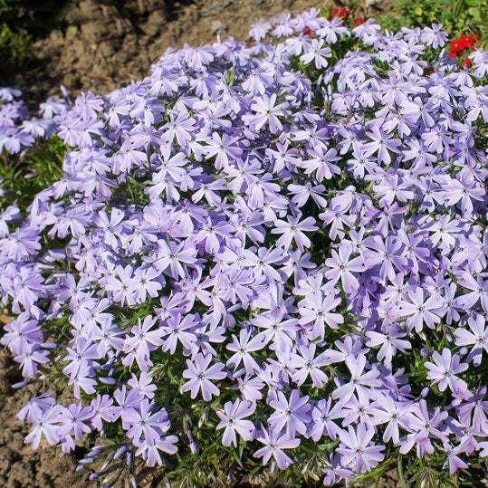 Creeper flower seeds for ornamental vertical gardens and outdoor landscapes.
