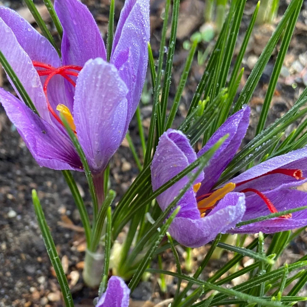Autumn blooming Crocus Sativus flowering plant with vibrant purple blossoms