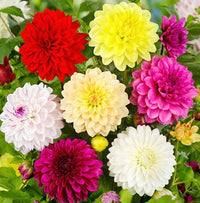 Ornamental Dahlia bulbs for garden beds and landscape borders.