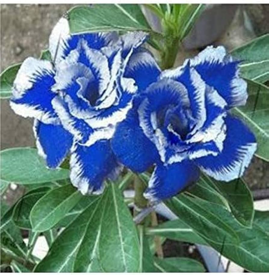 Desert Rose Adenium ornamental flowering plant with vibrant blue and white blooms