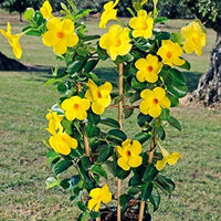 Ornamental Dipladenia growing in a decorative outdoor container.