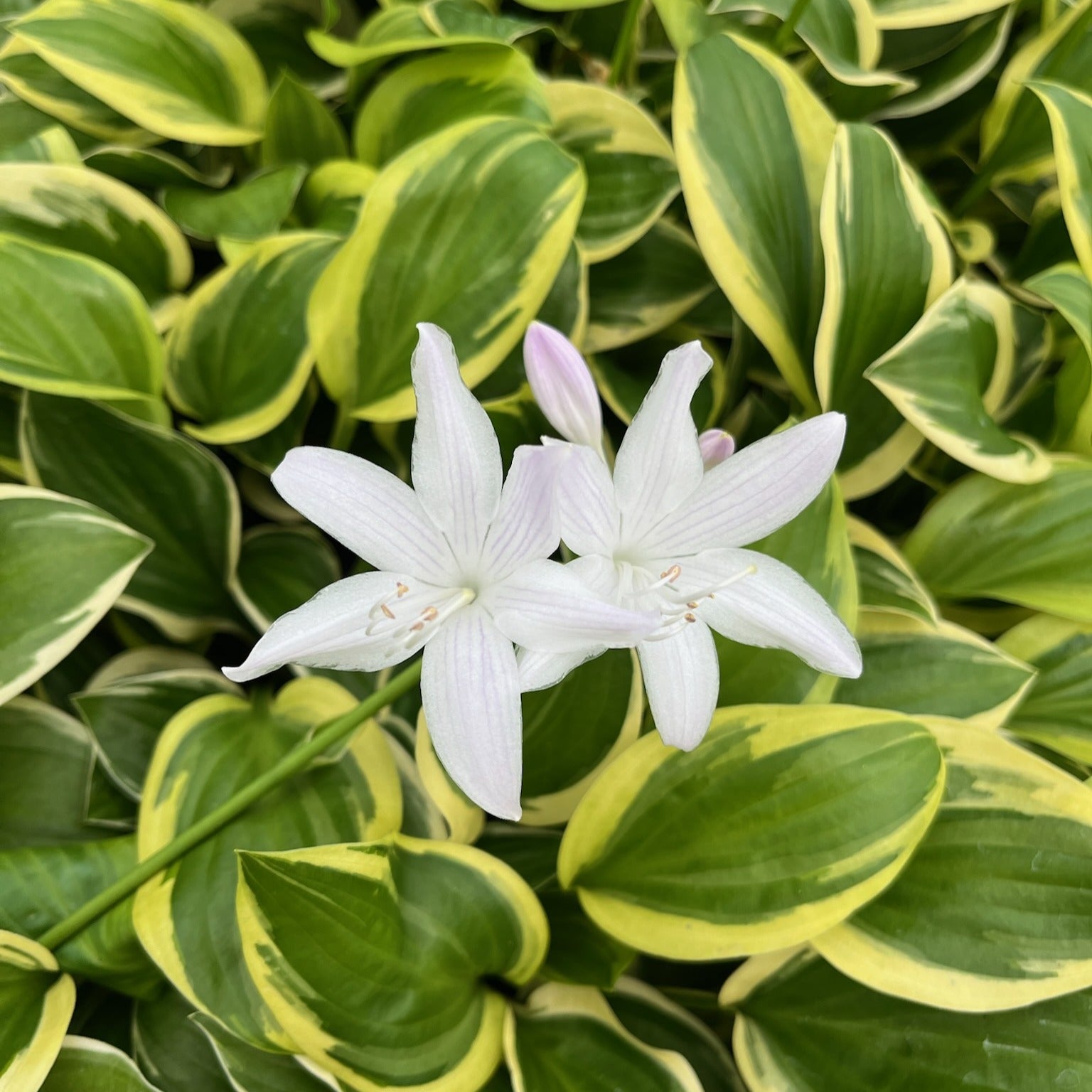 Ornamental flower bulbs for perennial garden planting.