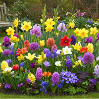 Ornamental flower bulbs with variegated foliage for shade gardens.