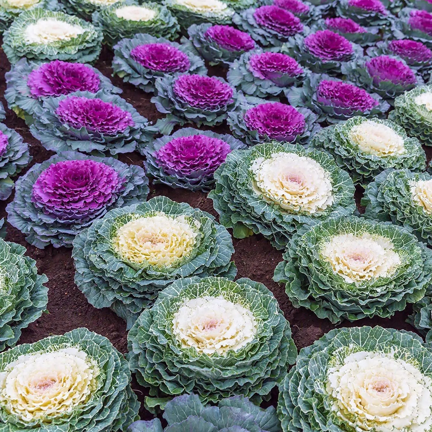 Ornamental flowering kale displaying colorful decorative foliage in a home garden.