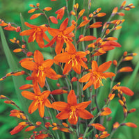 Foliage bulbs for shaded garden beds and decorative outdoor spaces.