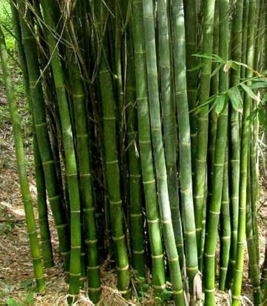 Ornamental Giant Bamboo seeds suitable for raised beds and outdoor landscapes.