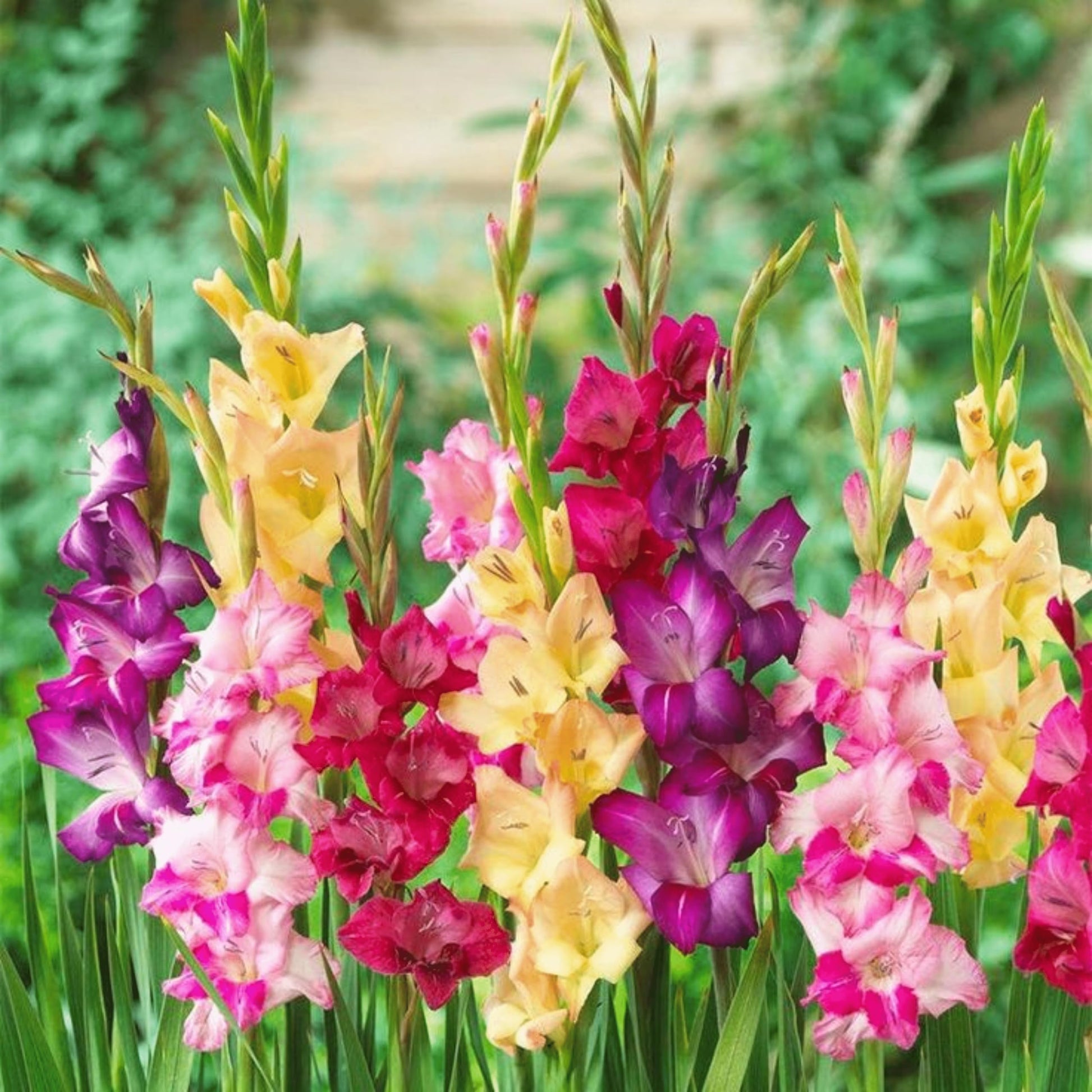 Ornamental Gladiolus bulbs for borders and landscape displays.