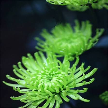 Heirloom Green Spider Chrysanthemum seeds for borders, containers, and landscape gardens