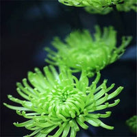 Heirloom Green Spider Chrysanthemum seeds for borders, containers, and landscape gardens