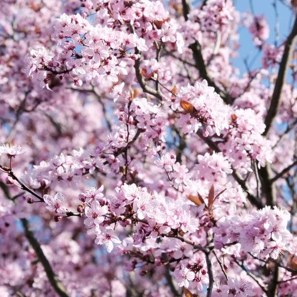 Heirloom non-GMO Japanese Sakura tree seeds with beautiful seasonal pink blossoms